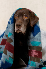 Labrador Retriever dog is sitting on chair, wrapped in a blanket. dog looks at camera with serious expression on his face. idea of warmth and comfort when pet is wrapped in blanket.