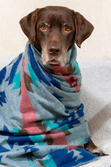 Labrador Retriever dog is sitting on chair, wrapped in a blanket. dog looks at camera with serious expression on his face. idea of warmth and comfort when pet is wrapped in blanket.