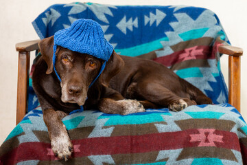 Labrador Retriever dog is lying on a chair in a blue knitted hat. pet looks at the camera with a serious and sad expression on his face. The idea of warmth and comfort, caring for animals.