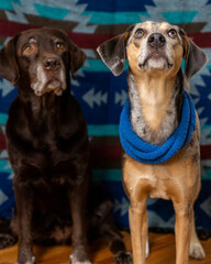 two dogs on a colored background, the pets are focused and looking away. A spotted hound and a chocolate Labrador retriever pose for a photo, taking care of pets.