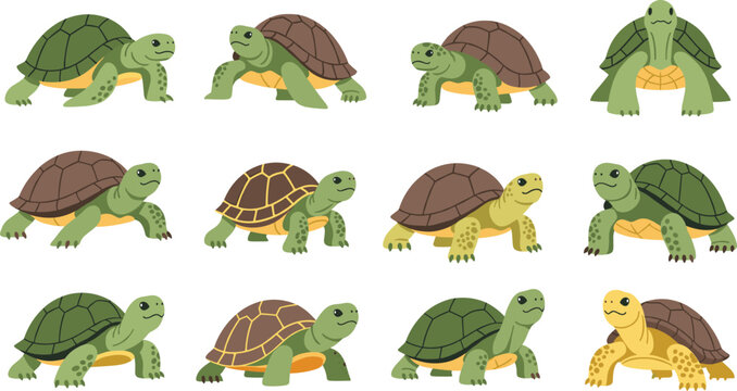 Turtle Cartoon Illustration Set Featuring Cute Land Turtle Characters in Different Walking and Standing Poses for Kids Education, Wildlife Design, and Vector Graphics