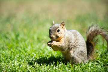 Obraz premium Squirrel shows alert wildlife behavior. Squirrel displays natural park habitat. Squirrel represents urban animal life. Squirrel highlights cute wild mammal.