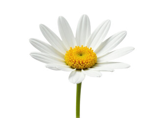 Naklejka premium A close-up of a single white flower with a bright yellow center, ideal for use in still life photography or as a decorative element