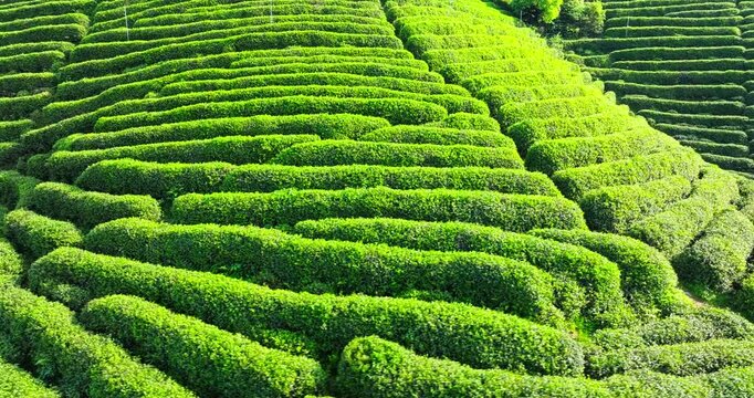 Beautiful green tea plantation terraces stretching across a hillside in the bright morning sun.