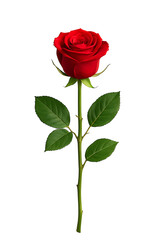 Single red rose flower stem with green leaves romantic love symbol isolated on transparent background