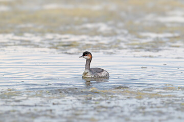 Fototapeta premium An adult black-necked grebe or eared grebe (Podiceps nigricollis) in winter plumage is photographed close-up swimming in an estuary.