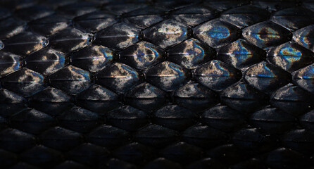 Snakeskin scales. Exotic reptilian pattern. Macro close-up scaly snake skin. Snake scale pattern....