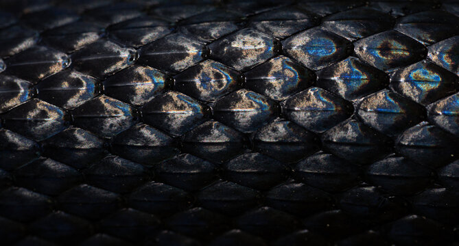 Snakeskin scales. Exotic reptilian pattern. Macro close-up scaly snake skin. Snake scale pattern. Black snake scales. Leathery snake texture. Snakes scales detailed reptilian texture.