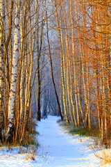 Fototapeta premium Winter forest path with sunlight