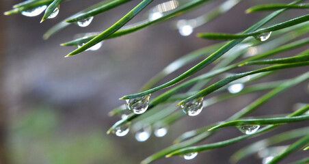 Rain drops on pine needles