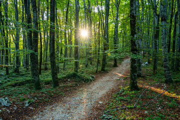 Obraz premium Forest path travel in nature. Scenic hiking trail. Travel route through green forest. Trail in woodland. Forest path for tourism. Forest path through green trees. Nature walkway. Hiking path trail.