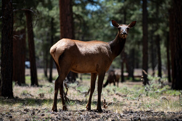 Obraz premium Deer wild animal in forest. Deer standing calm woodland scene. Deer natural wildlife portrait. Deer forest mammal outdoors.