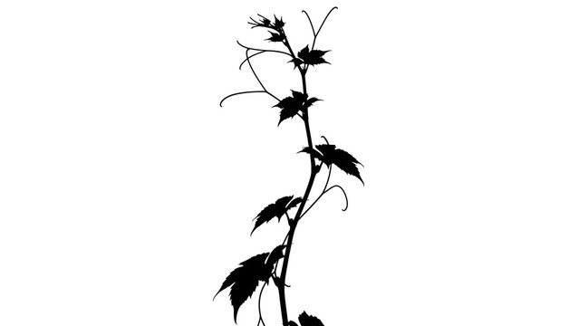 Striking black silhouette of a climbing vine featuring distinctly lobed leaves and delicate curling tendrils reaching upwards against a stark white background illustrating botanical growth.