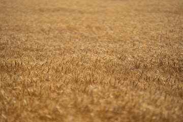 Naklejka premium Golden wheat field representing harvest and rural farming. Close-up of ripe grain ready for harvest in a natural farmland setting. Crop fields. Countryside farm golden wheat background.