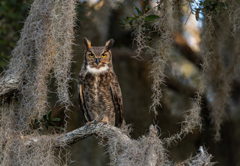 A great horned owl in Florida 