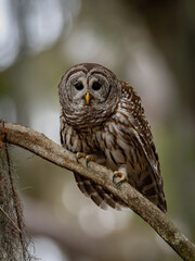 A barred owl in Florida 