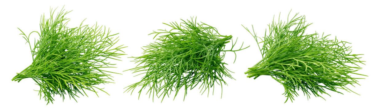 Dill isolated, full depth of field