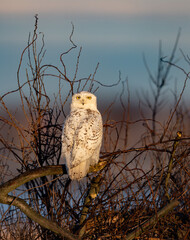 Obraz premium A snowy owl in winter