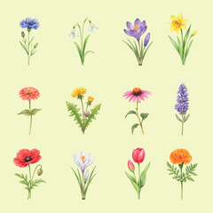 Watercolor spring flower set with cornflower, snowdrop, crocus, daffodil, zinnia, dandelion, echinacea, lavender, poppy, tulip and marigold. Isolated botanical clipart on transparent background.