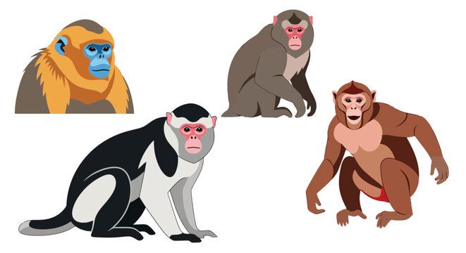 Four different monkey species in various poses and colors
