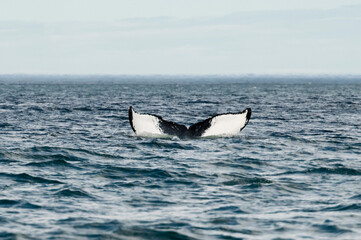 Obraz premium whale in the sea