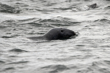 Fototapeta premium seal in the water