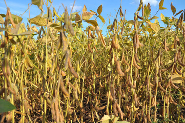 Soybeans ripen on the farmer's field
