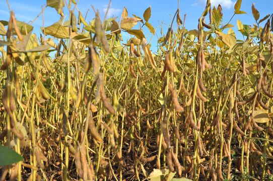 Soybeans ripen on the farmer's field