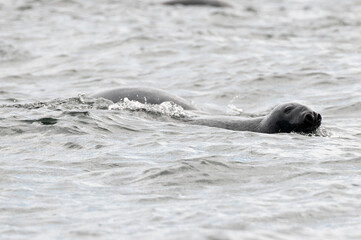 Fototapeta premium seal in the water
