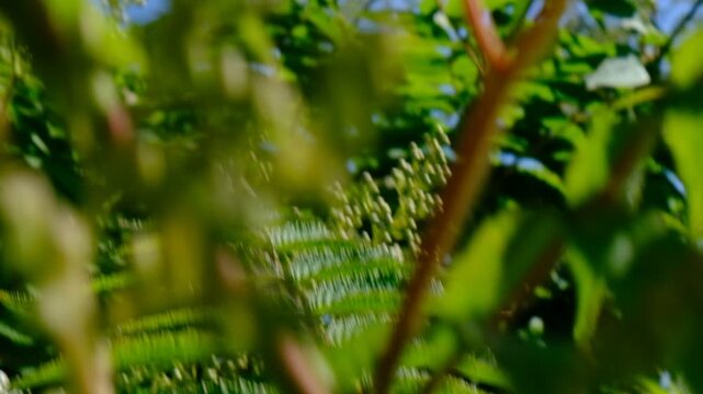 Motion blurred lush foliage of Blooming Sorbaria Sorbifolia flowers, False spirea, Beautiful garden. Summer atmospheric mood
