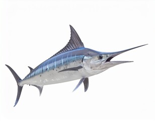 Naklejka premium marlin fish isolated on white background