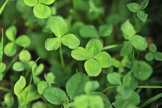 four leaf clover, st patricks day
