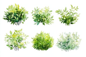Obraz premium Various green bushes and shrubs painted in watercolor style for landscape design and gardening projects