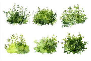Obraz premium Watercolor paintings of green bushes and shrubs for gardening ideas and decoration