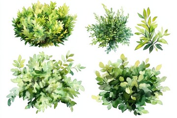 Collection of watercolor bushes and shrubs on white background for garden design showcasing various shades and shapes