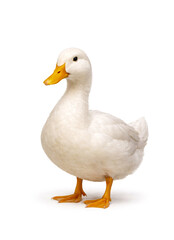 Fototapeta premium White domestic duck standing isolated on white background. Farm poultry bird, agriculture and farming concept, full body studio portrait with copy space.