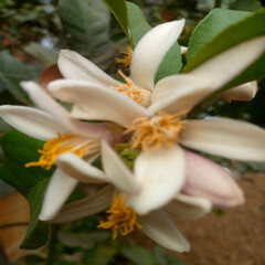 Obraz premium white lemon flower