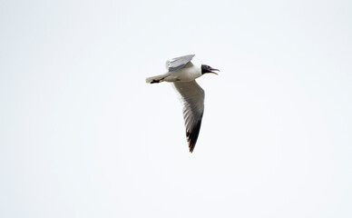 Obraz premium Laughing Gull