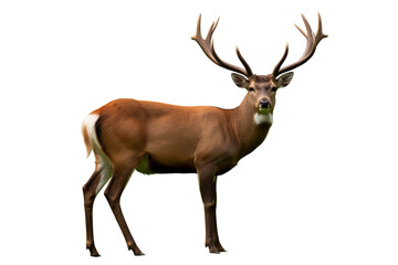 Fototapeta premium Red deer stag with antlers