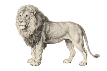 Obraz premium Vintage lion illustration
