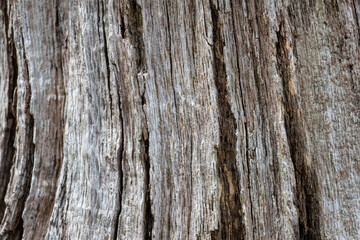 Obraz premium Vertical Weathered Wood Grain Texture Background