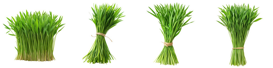 Wheatgrass bunch &ndash; A bunch of wheatgrass known for its detoxifying and health-boosting qualities. Isolated on Clear White Background Highly Detailed