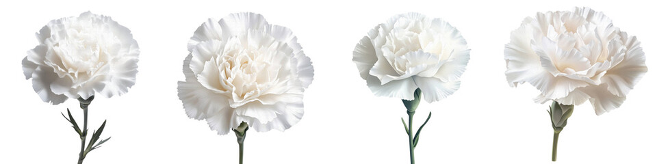 White carnation &ndash; A pure white carnation typically symbolizing purity good luck and a love that lasts. Isolated on Clear White Background Highly Detailed