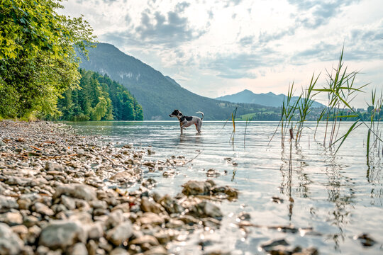 Middle-aged Jack Russell&ndash;Bodeguero Andaluz mix cooling off in Lake Weissensee in the Allg&auml;u region, Bavaria, Germany, enjoying fresh water on a sunny summer day.