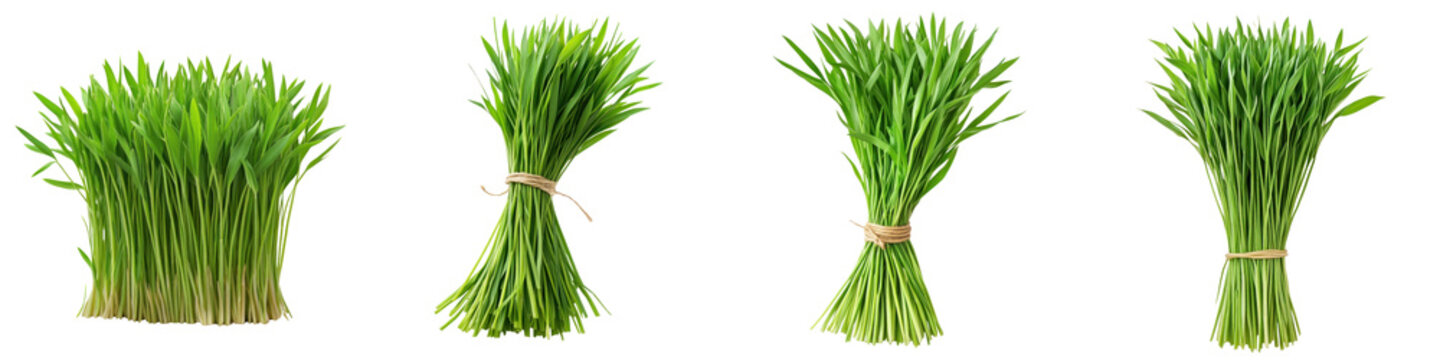 Wheatgrass bunch &ndash; A bunch of wheatgrass known for its detoxifying and health-boosting qualities. Isolated on Clear White Background Highly Detailed