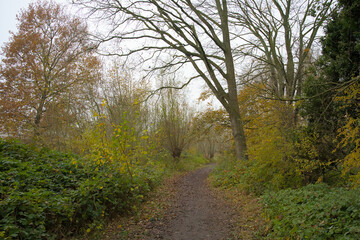 Fototapeta premium Hiking trail along colorful autumn trees and shrubs in the Flemish countryside.