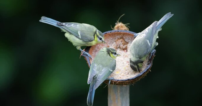 Blue tit chicks feeding from suet filled coconut bird feeder in garden
