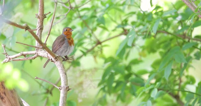 European robin preening on tree branch