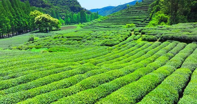 Lush green tea plantation terraces growing on a hillside in a rural landscape under bright daylight.