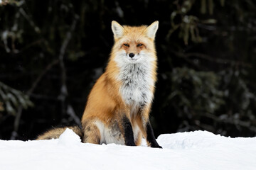 Yellowstone Red Fox with Dark Background